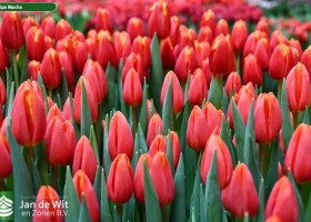 Tulipa Masha ® (3)